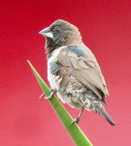 Bronze Mannikin