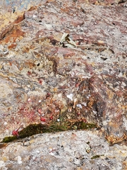 Alosa pseudoharengus