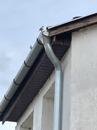 House Sparrow