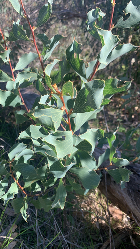 Hakea undulata