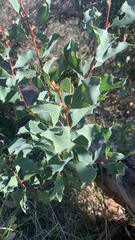 Hakea undulata