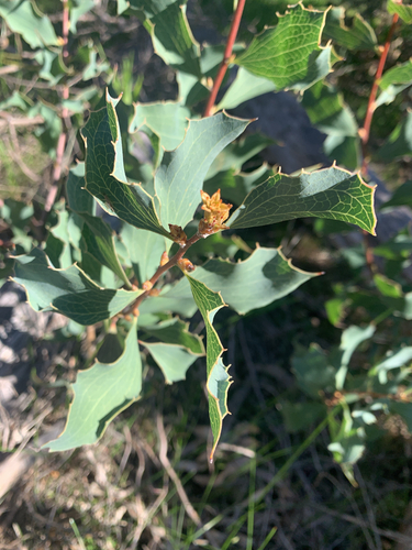 Hakea undulata, photograph 2