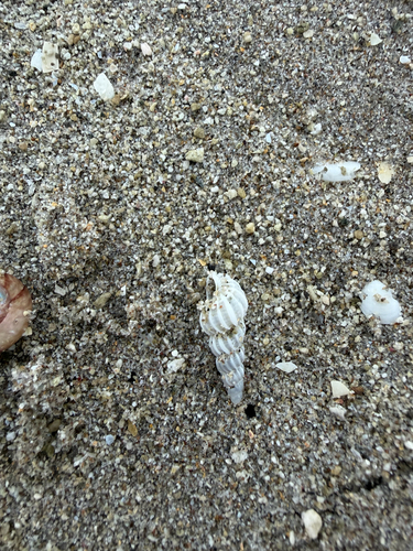 Cirsotrema zelebori observed 2026-07-24