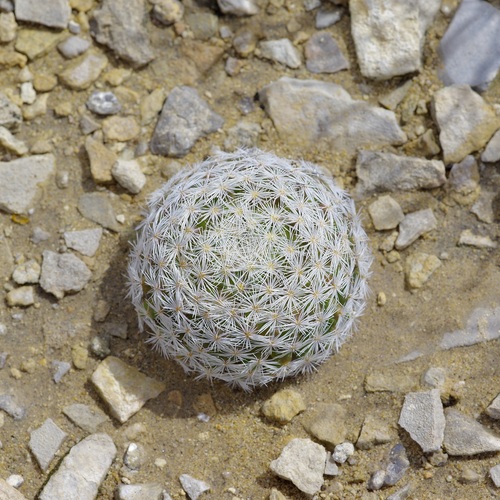 Mammillaria lasiacantha lasiacantha