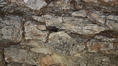 Chrysobothris affinis