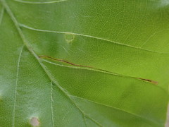 Phyllonorycter maestingella