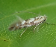 Phyllonorycter maestingella