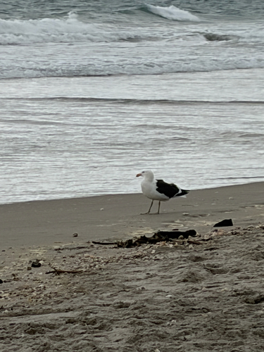 iNaturalist: (c) scientificoceanart, some rights reserved (CC BY-NC) iNaturalist image