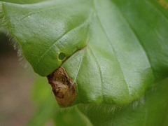 Phyllonorycter maestingella