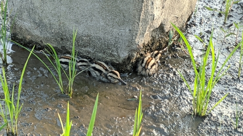 iNaturalist image