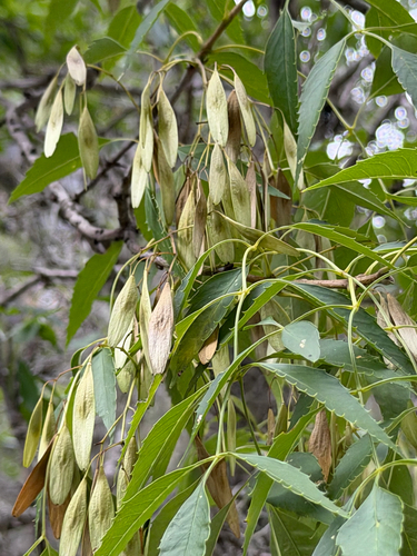 Fraxinus cuspidata, photograph 3