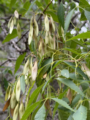 Fraxinus cuspidata, photograph (c) Cody Hinchliff, some rights reserved (CC BY)