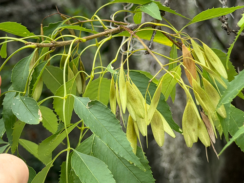 Fraxinus cuspidata