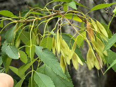 Fraxinus cuspidata