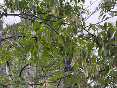 Fraxinus cuspidata, photograph (c) Cody Hinchliff, some rights reserved (CC BY)