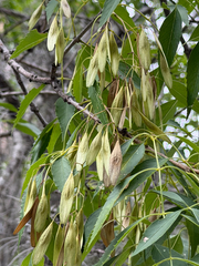 Fraxinus cuspidata, photograph (c) Cody Hinchliff, some rights reserved (CC BY)