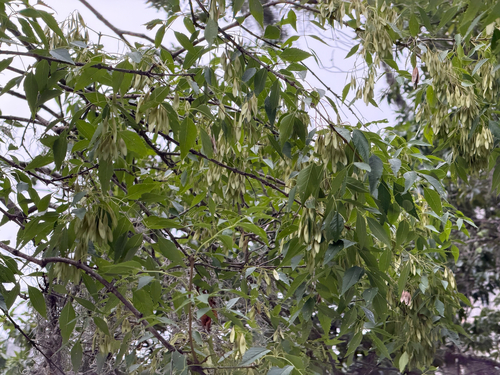 Fraxinus cuspidata, photograph 4