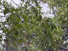 Fraxinus cuspidata, photograph (c) Cody Hinchliff, some rights reserved (CC BY)