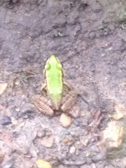 Lithobates palmipes