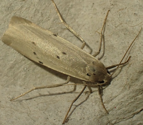 Dotted Footman, De Wieden, Blokzijl, Overijssel, NL, photo 7 of 10