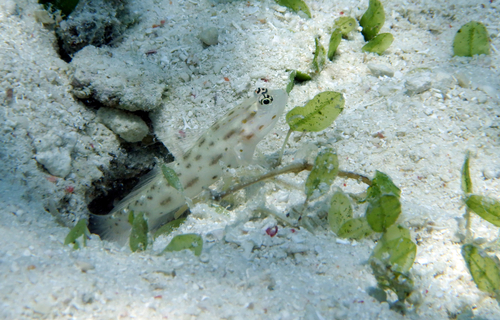 Ctenogobiops mitodes observed 2026-07-21