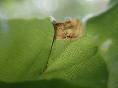 Phyllonorycter maestingella