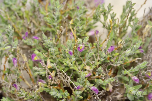 Glandleaf Milkwort