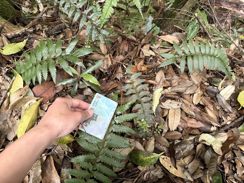 Polystichum prionolepis observed 2026-07-24