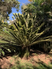 Encephalartos transvenosus
