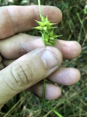Carex elliottii