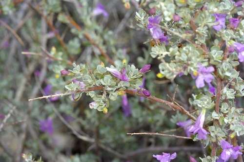 Leucophyllum minus