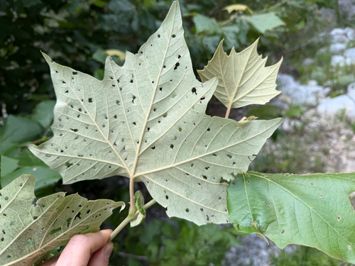 Platanus rzedowskii, photograph 4