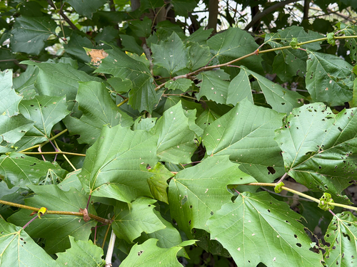 Platanus rzedowskii, photograph 5
