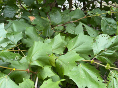 Platanus rzedowskii, photograph (c) Cody Hinchliff, some rights reserved (CC BY)