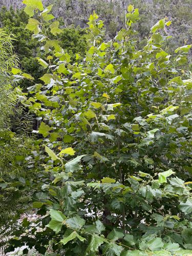 Platanus rzedowskii, photograph 6