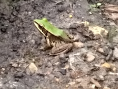Lithobates palmipes