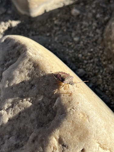 Brown Marmorated Stink Bug