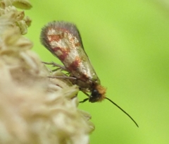Micropterix tunbergella