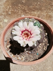 Gymnocalycium