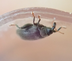 Orchestes fagi