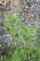 Asparagus macowanii, photograph (c) O.Neate, some rights reserved (CC BY-SA)