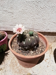 Gymnocalycium