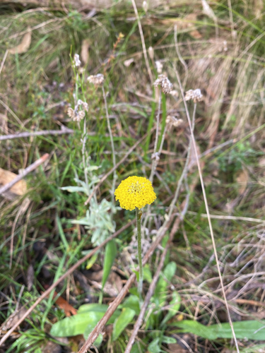 Common Billy buttons