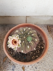 Gymnocalycium
