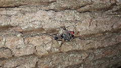 Clerus mutillarius
