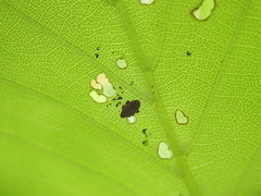 Orchestes fagi