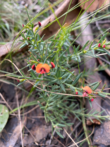 gorse bitter pea