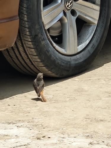 Black Redstart
