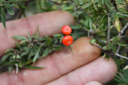 Acrotriche aggregata, photograph 1