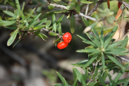 Acrotriche aggregata